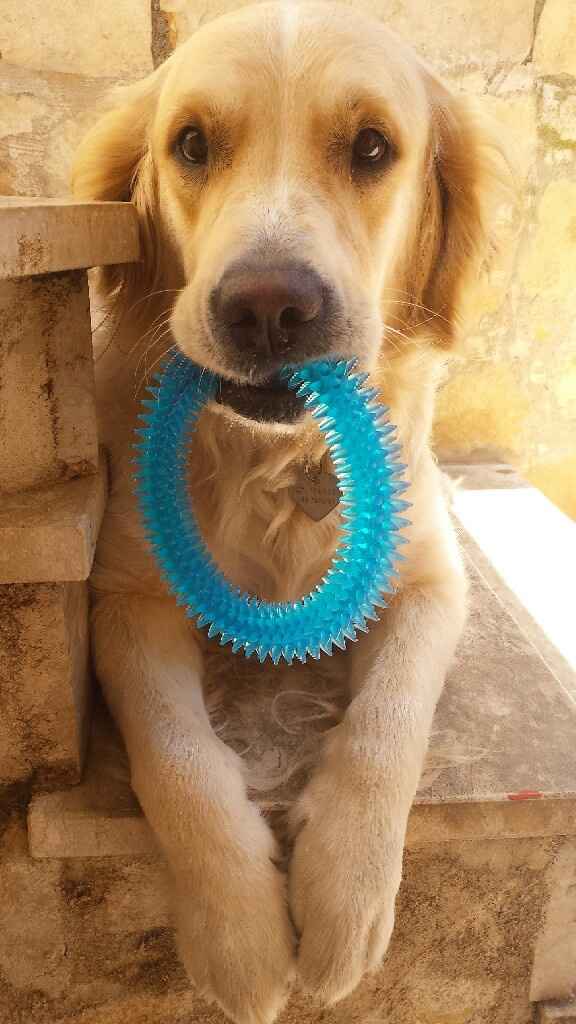 Pelosi e matrimonio - 1