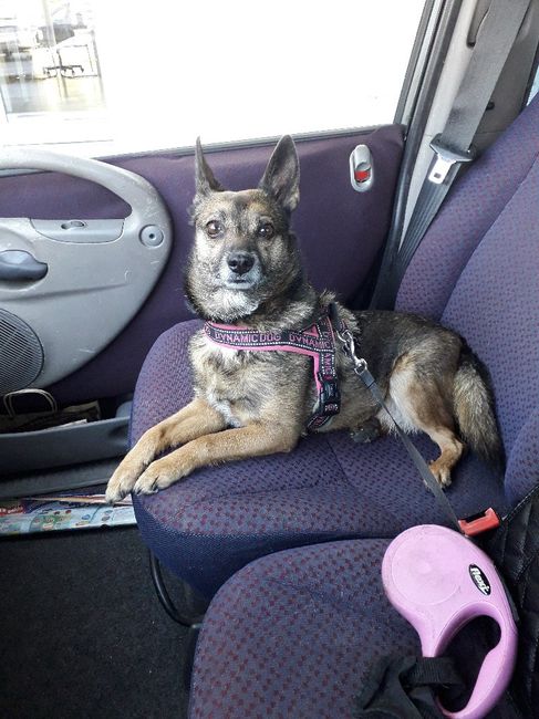 Bimbo peloso al matrimonio 😍🐶 - 1