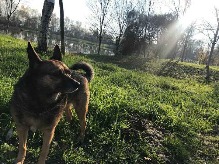 Bimbo peloso😍🐶 - 1