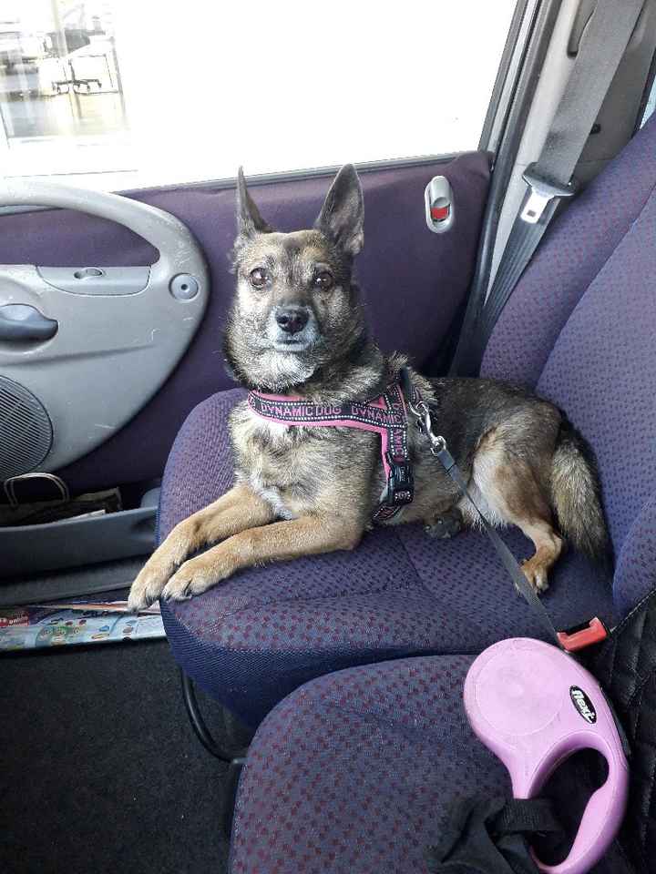 Bimbo peloso al matrimonio 😍🐶 - 1