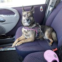 Bimbo peloso al matrimonio 😍🐶 - 1