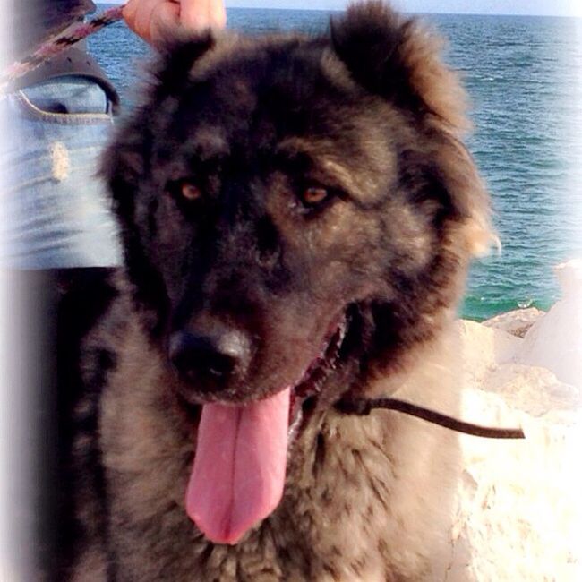 Too cute: i vostri amici animali - 1