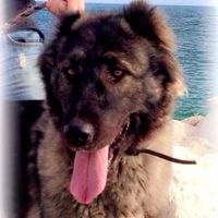 Too cute: i vostri amici animali - 1