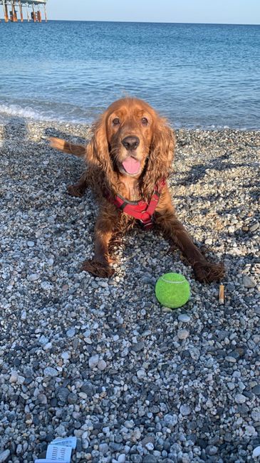 Animali domestici 🐕 🐱 - 1