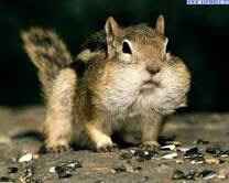 Dente del giudizio - 1