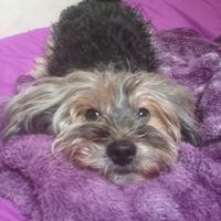 Le foto dei vostri animali - 1