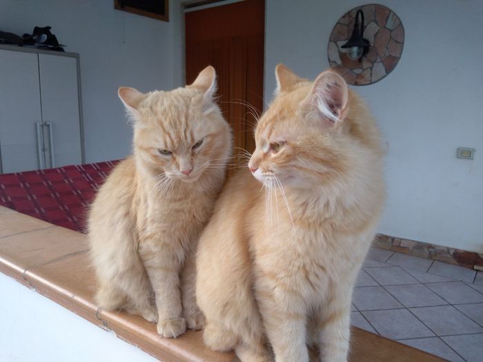 Avete un animale domestico? 1