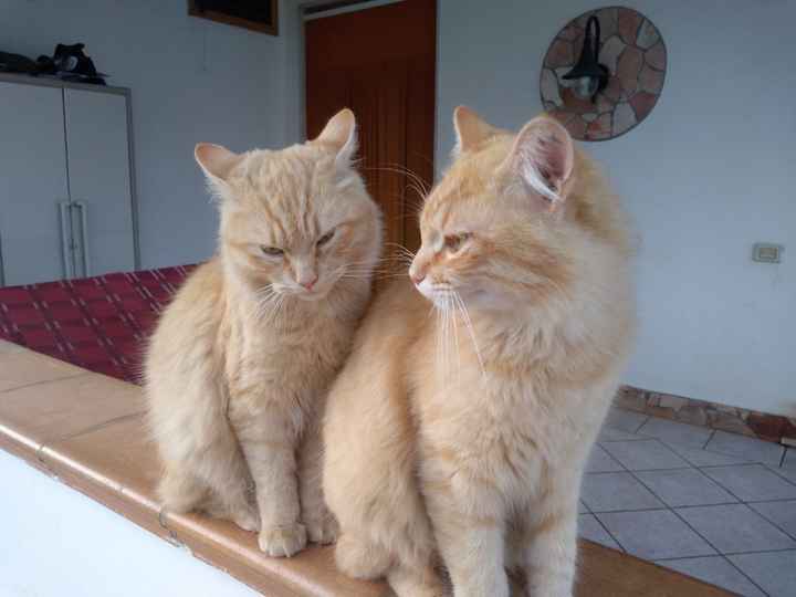 Avete un animale domestico? - 1