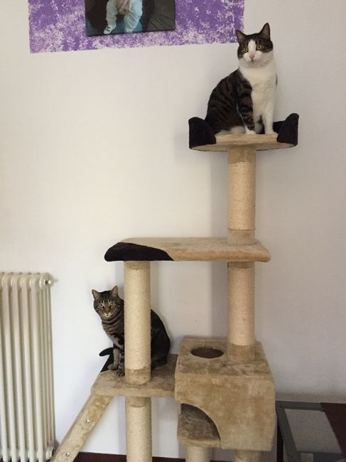 Amanti degli animali - 1