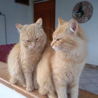 Avete un animale domestico? - 1