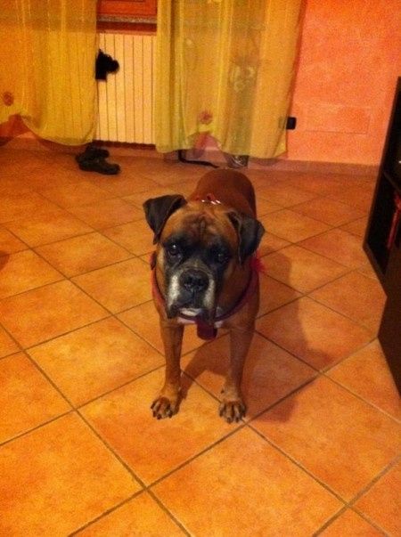 Too cute: i vostri amici animali - 2