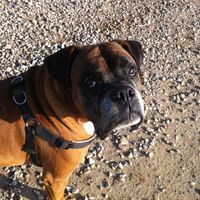 Raccolta di foto con i nostri animali - 2