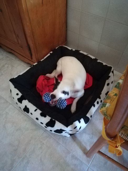 Convivenze pelose!🐶🐱🐹🐰 - 2