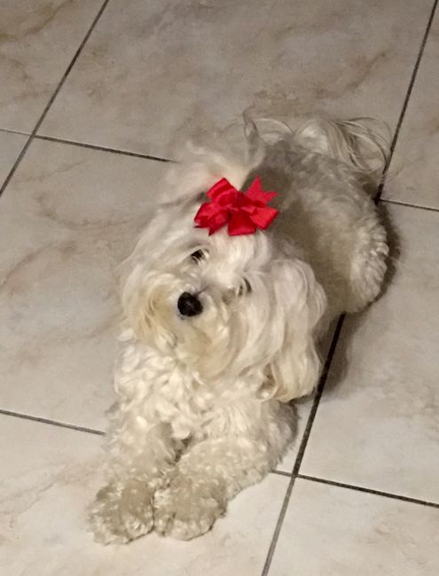 Nozze con amici a 4 zampe - 1