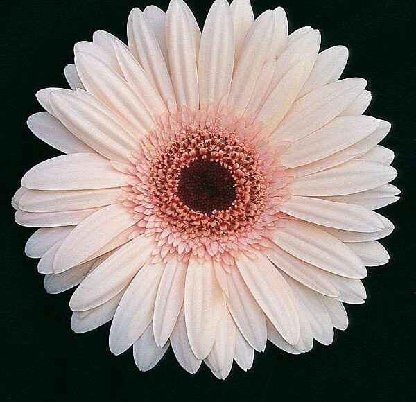 Preventivo fioraio agosto - 7