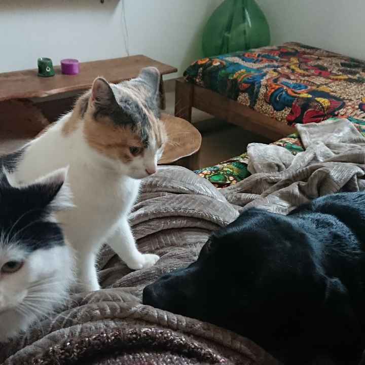 Cane - Matrimonio: Come avete fatto? - 1
