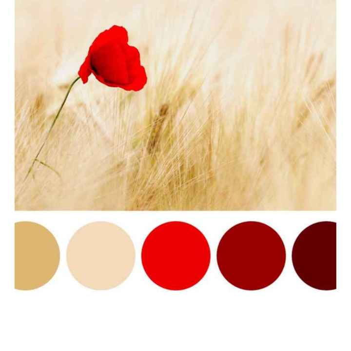 Quali sono i colori protagonisti del vostro matrimonio? ❤️🧡💛💚💙💜 - 2