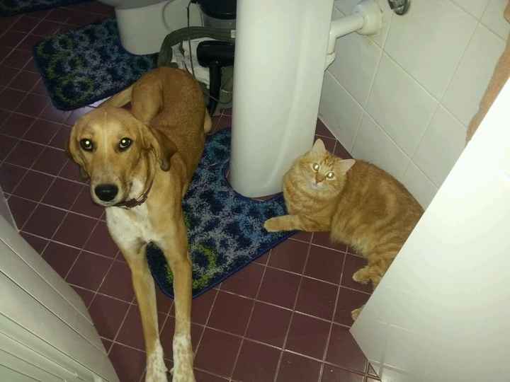 I nostri amici a 4 zampe - 1