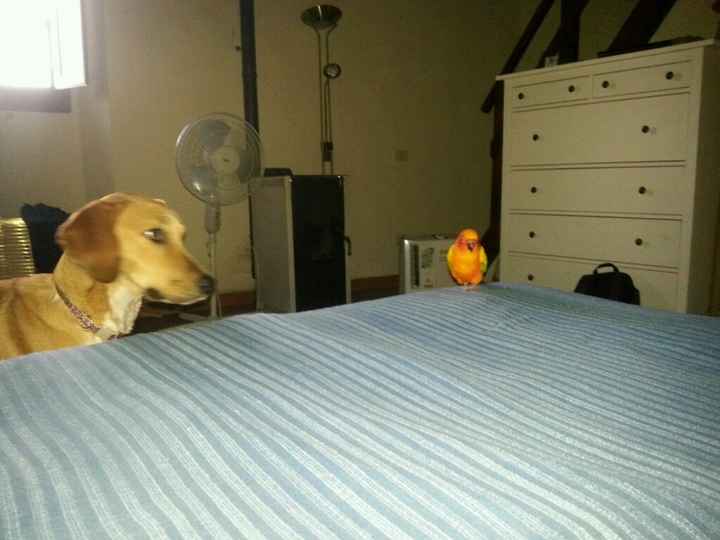 I nostri amici a 4 zampe - 2