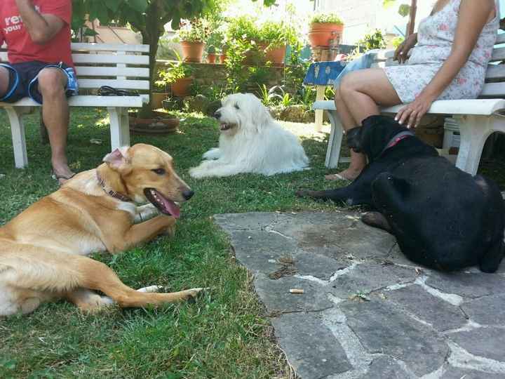 I nostri amici a 4 zampe - 3