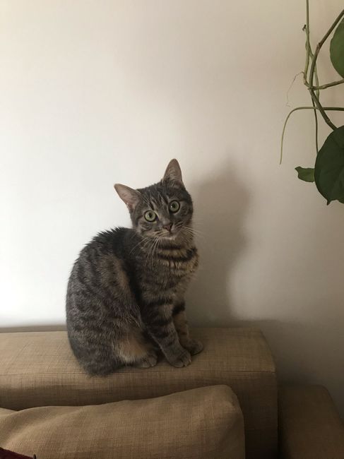 Mi presentate i vostri amici a 4 zampe?! 😃 - 1