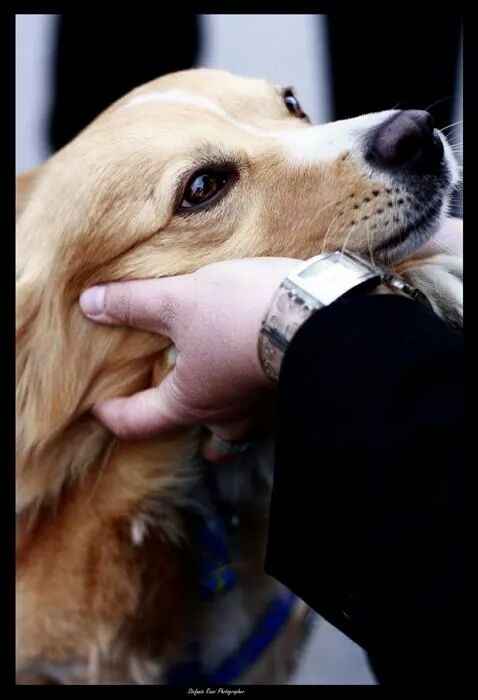 Too cute: i vostri amici animali - 1