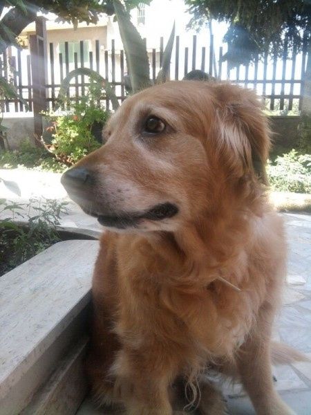 Raccolta di foto con i nostri animali - 4