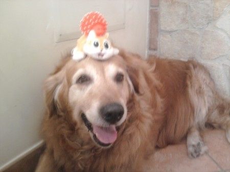 Le foto dei vostri animali - 1