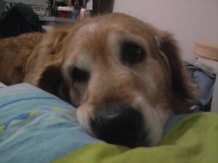Le foto dei vostri animali - 2