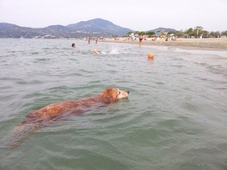 Le foto dei vostri animali - 5