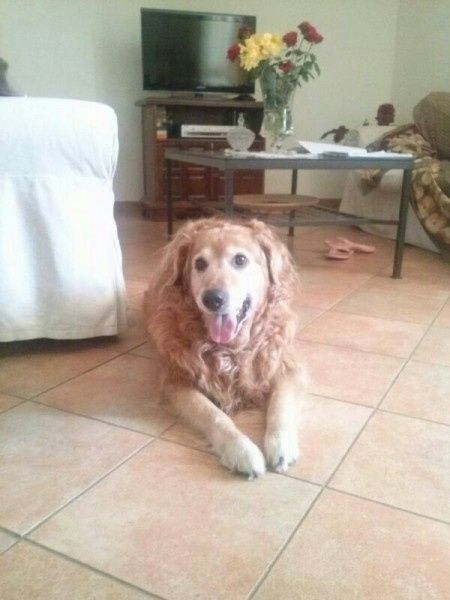Le foto dei vostri animali - 8