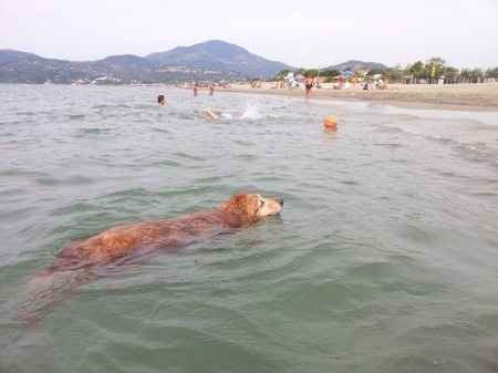 Le foto dei vostri animali - 5