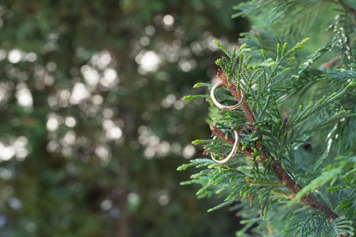 Albero