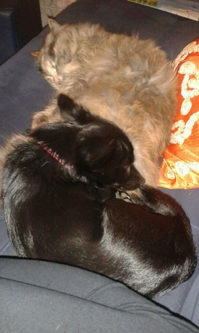 Too cute: i vostri amici animali - 1