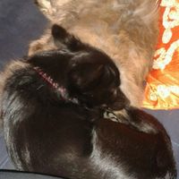 Too cute: i vostri amici animali - 1