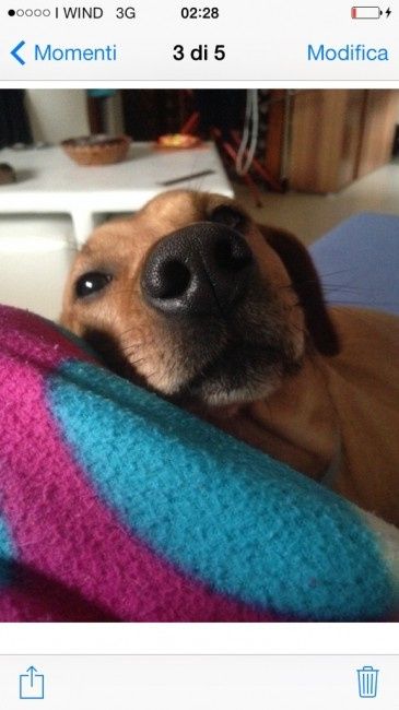 Le foto dei vostri animali - 2