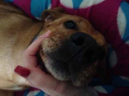 Le foto dei vostri animali - 1