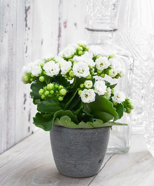 Tema matrimonio: Lanterne e fiori - 1
