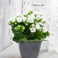 Tema matrimonio: Lanterne e fiori - 1