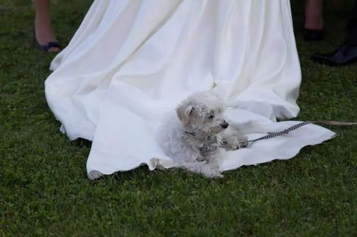 Un amico a quattro zampe! - 1