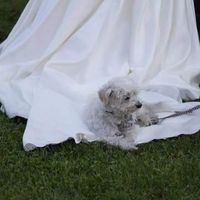 Un amico a quattro zampe! - 1