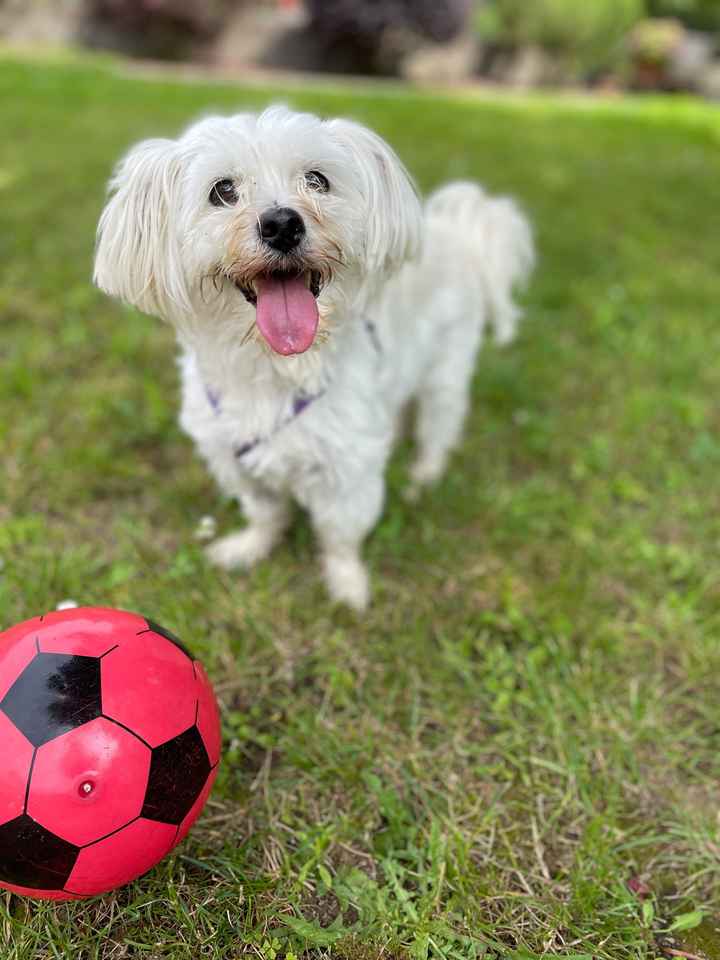 Primi acquisti da Shein per il matrimonio 😍 - 1