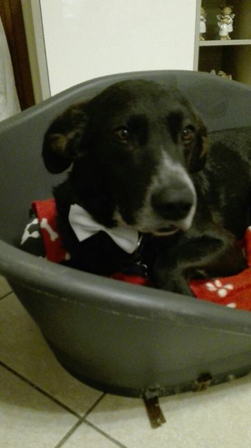 i miei super elegantissimi cagnoni! - 7