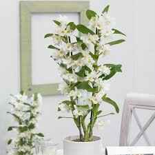 Ecco le nostre bomboniere solidali per la lega del cane - 4