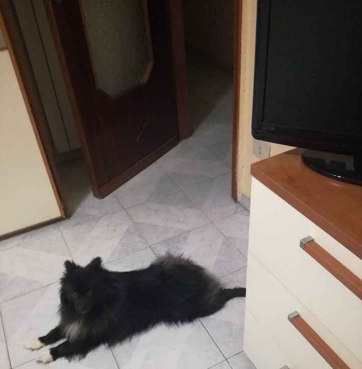 Convivenze pelose!🐶🐱🐹🐰 - 1