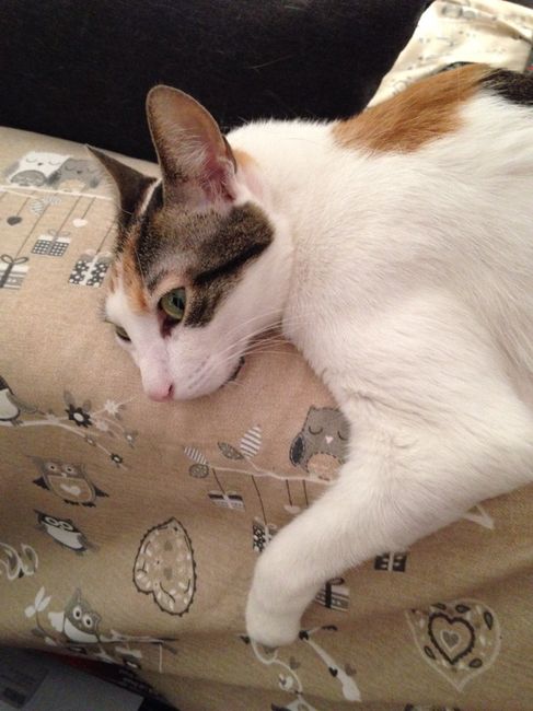 Convivenze pelose!🐶🐱🐹🐰 - 2