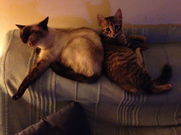 Convivenze pelose!🐶🐱🐹🐰 - 3