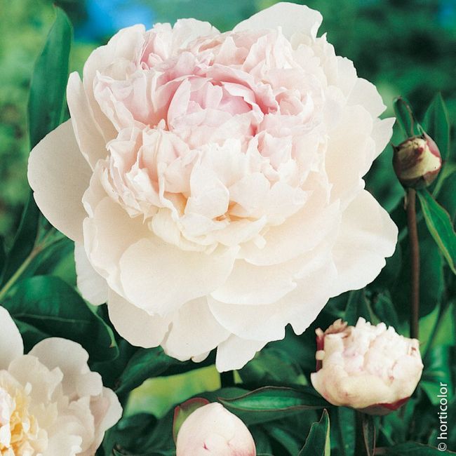 Bouquet: i fiori di giugno - 10