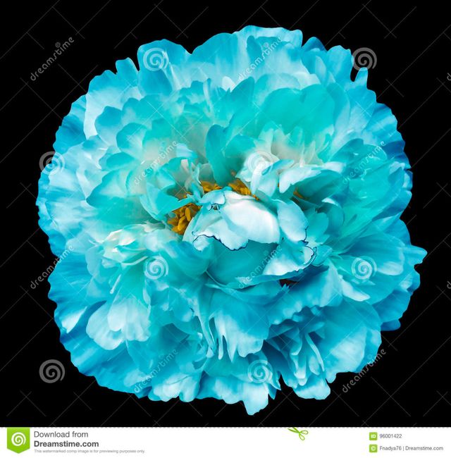 Bouquet: i fiori di giugno - 14