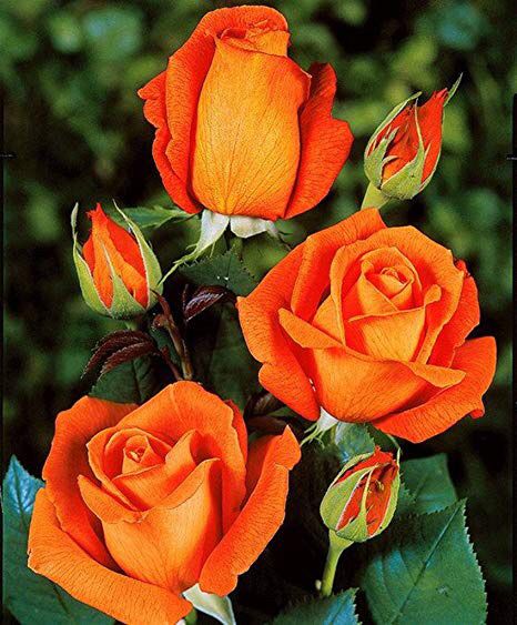 Bouquet: i fiori di giugno - 20